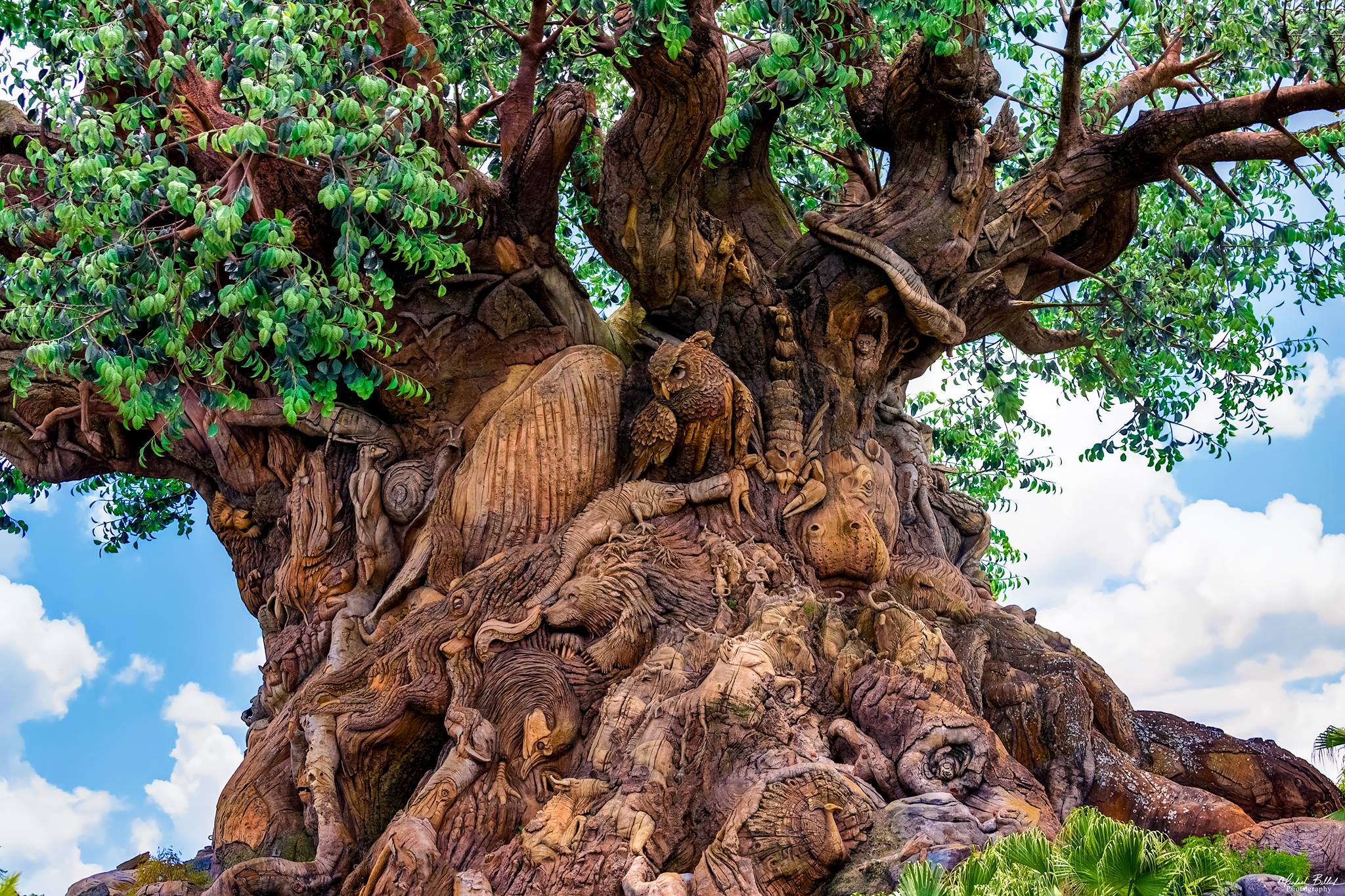 Top 5 Attractions at Disney’s Animal Kingdom – The Savvy Pixie